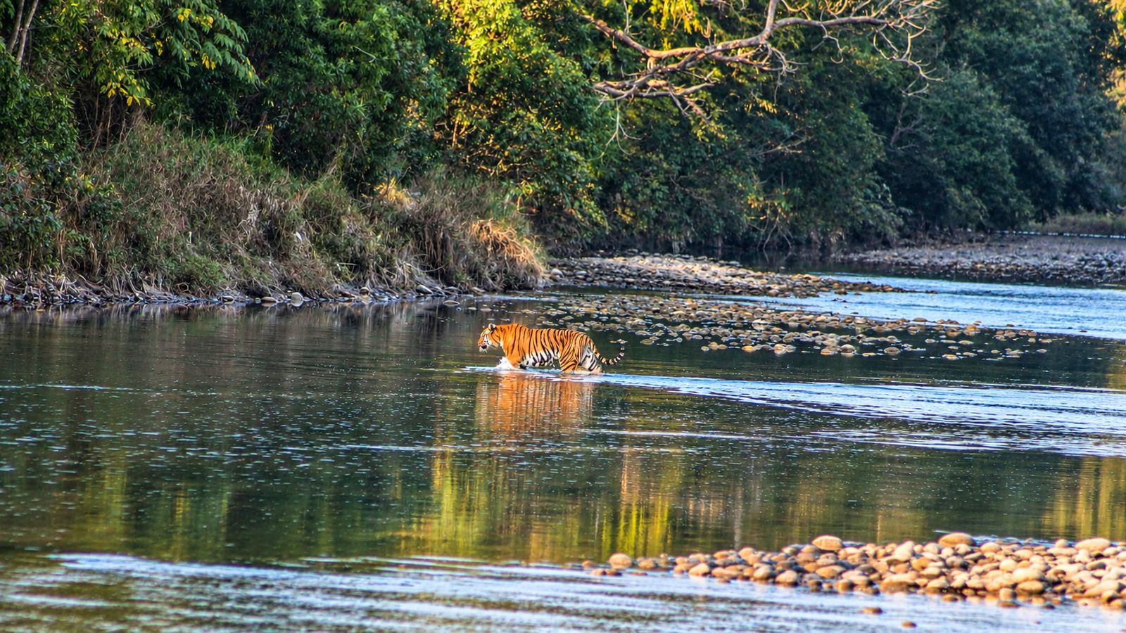 Tiger Tracking Jungle Walk